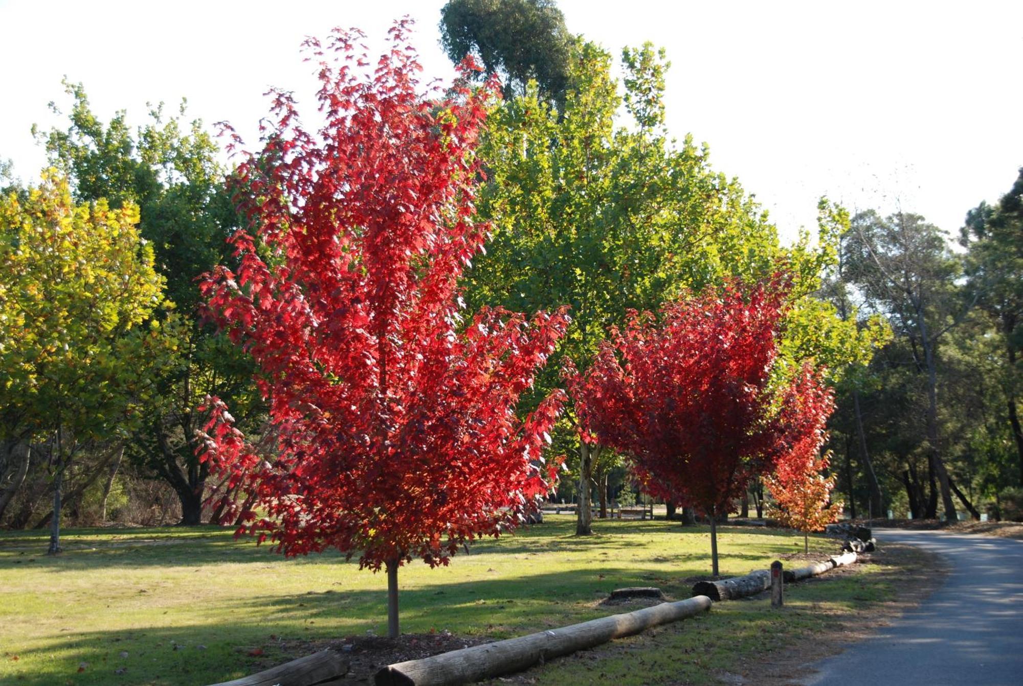 Beechworth Lake Sambell Caravan Park Eksteriør billede
